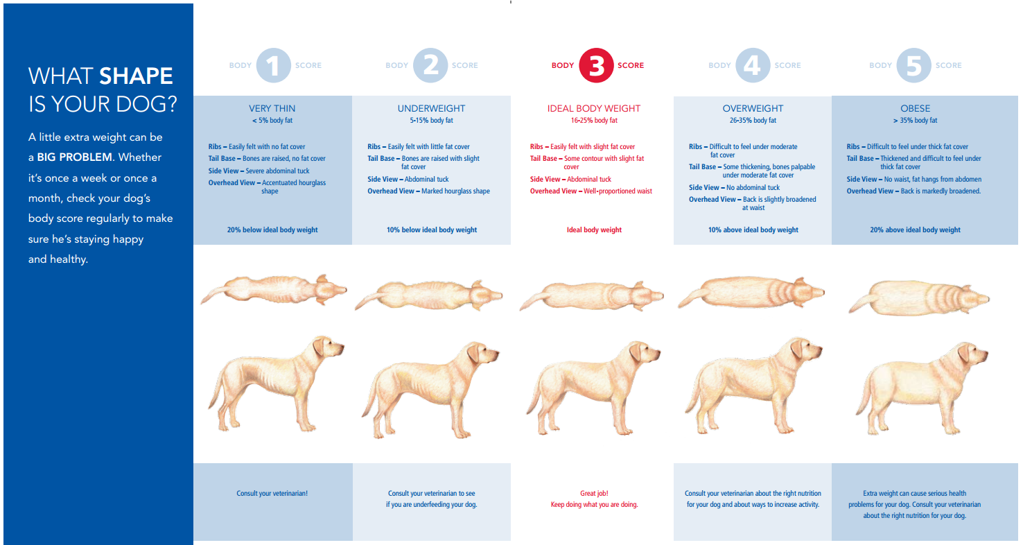 Canine Obesity A Growing Epidemic The National Canine Cancer Foundation