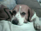 beagle died of dog canine cancer research donate to fund cancer research, The National Canine Cancer Foundation dedicated to eliminating cancer in dogs , fund cancer research grants, save lives, find cures, better treatments, and accurate, inexpensive cancer screeing methods for dogs with cancer, cancer, dogs, canine, pet cancer, cancer in dogs, donate to dog cancer research, pink pawprotrate cancer, donate to canine cancer research for dogs