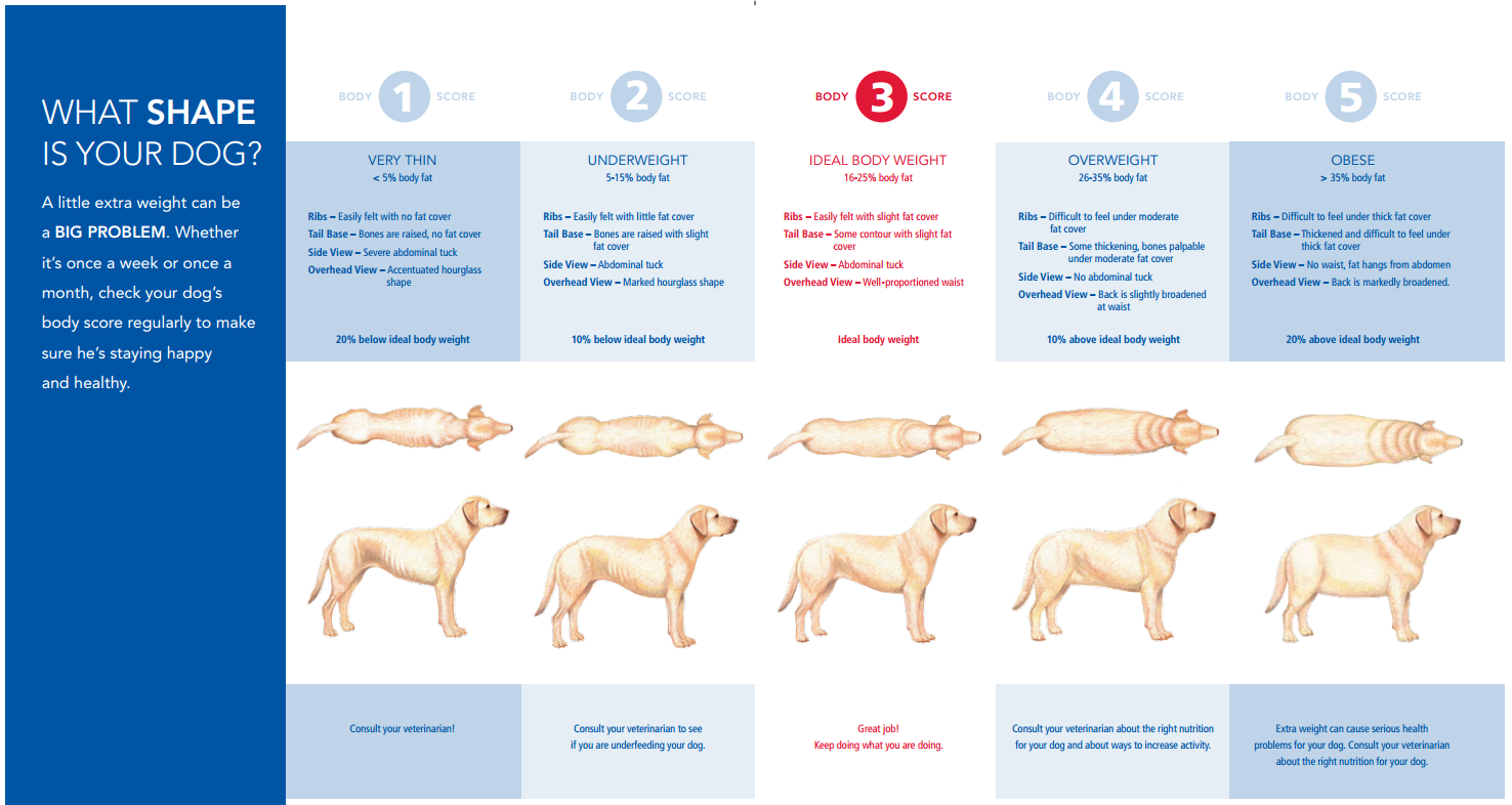 Canine obesity: A growing epidemic - The National Canine Cancer Foundation