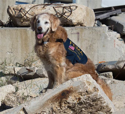 Last 9/11 Ground Zero search dog dies just shy of 17th birthday