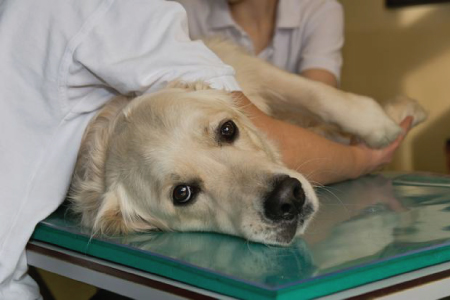 Study provides evidence that supplements may help prevent cancer in your dog