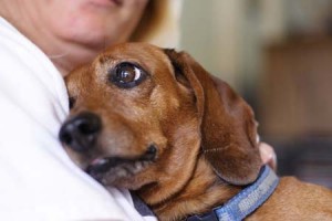 Canine Cancer (2)