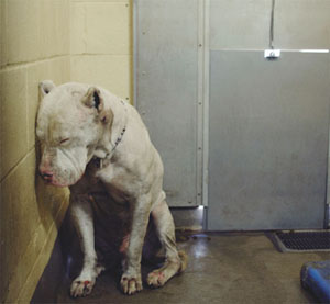 Dogo cheap argentino deaf