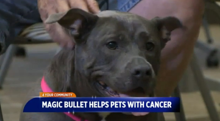 Donations become magic bullet for dogs with cancer
