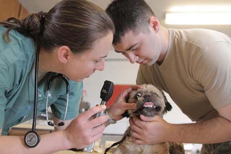 Dog Health Care: How to Take Care of A Senior Dog | The National Canine ...