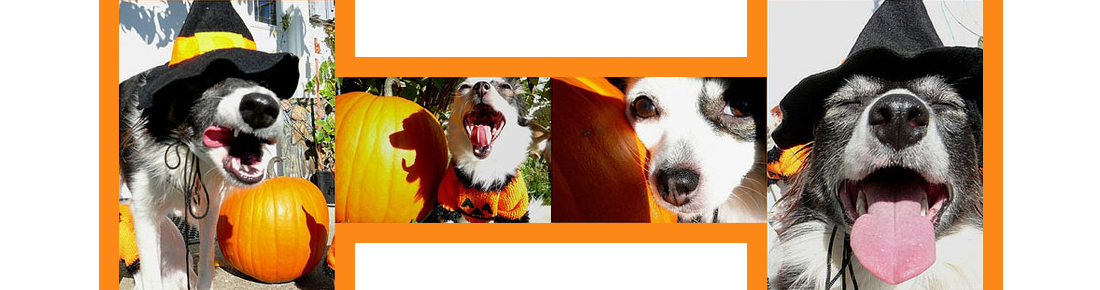 Keep your dog safe and happy this Halloween