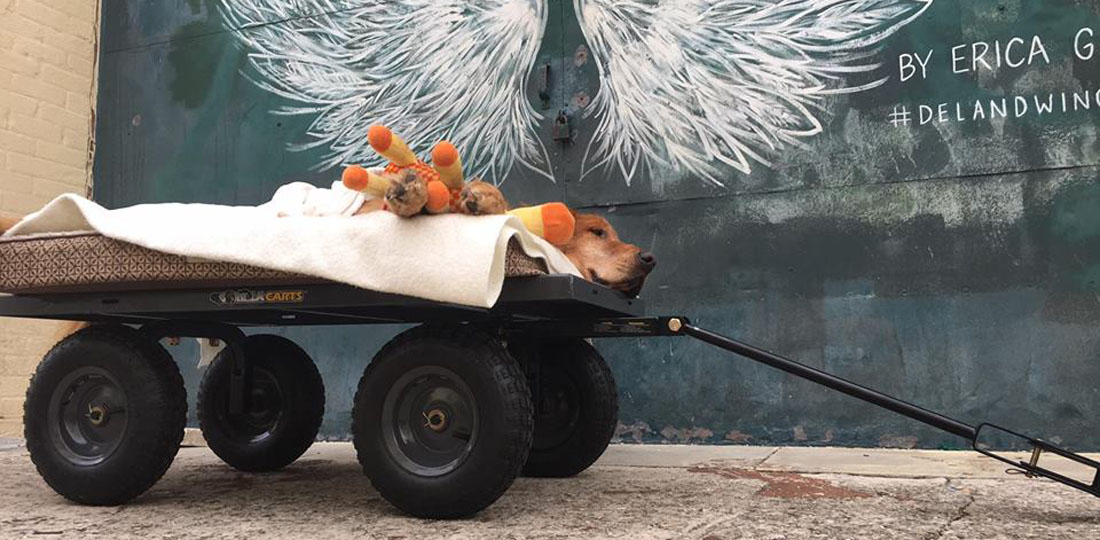 This dog fighting canine cancer gets pampered with a wagon ride around town