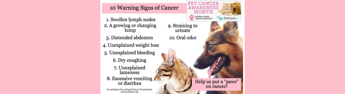 Education Is the Best Line of Defense Against Pet Cancer