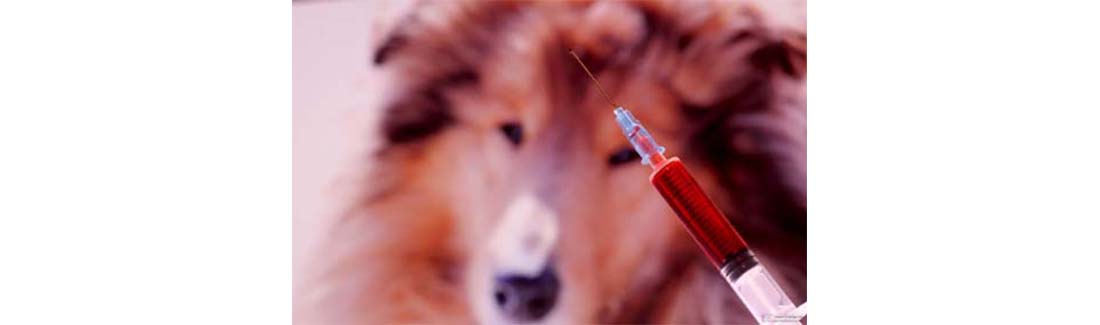 Researchers Using Innovative Blood Testing in Cancer Detection in Dogs