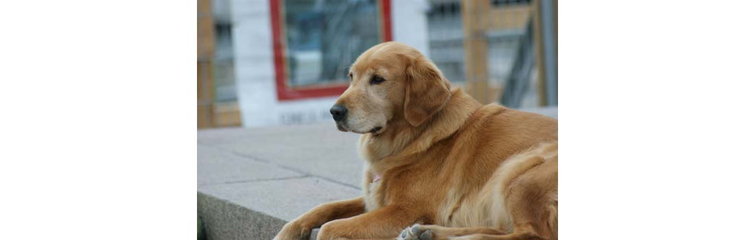 High calcium levels revealed Lymphoma in Golden Retriever