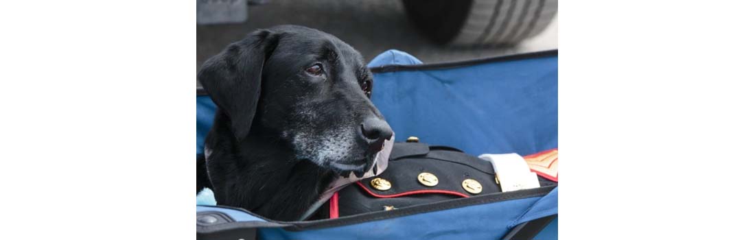‘Goodbye my brother’: A Marine’s loving sendoff for the cancer-stricken dog who saved him