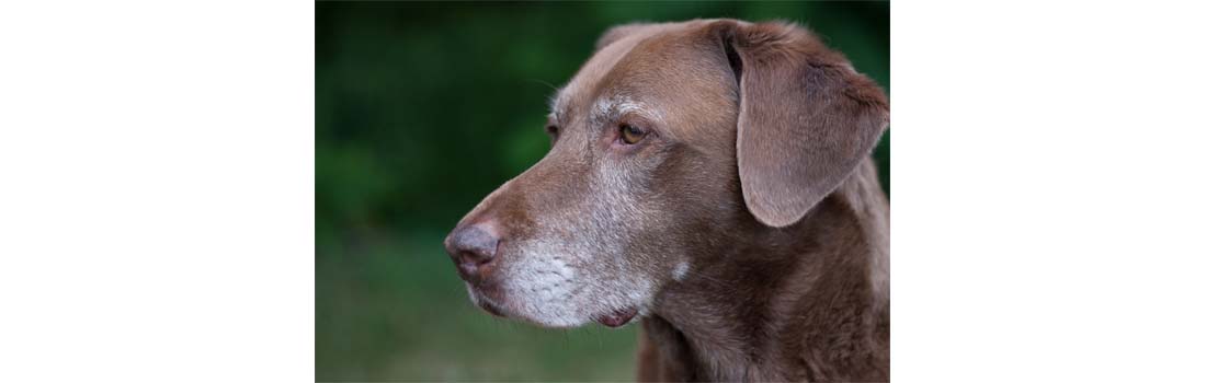 New Antibody Gives Fresh Hope For Canine Cancer Treatment