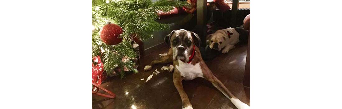 Missing your past pets this Christmas? You are not alone