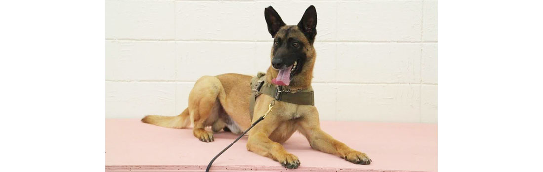 What is osteosarcoma? Terminally ill police dog receives a hero’s salute before being euthanized