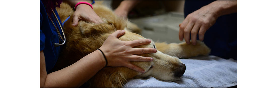 “From a tired, broken-hearted vet.” The sad reality of what our pets do in their final moments.