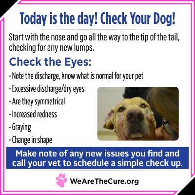 Check Your Dog day is key to dog cancer prevention. This shows you how to check your dogs eyes