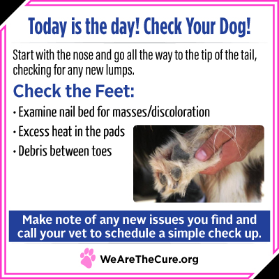 Check Your Dog day is key to dog cancer prevention. This shows you how to check your dogs feet.