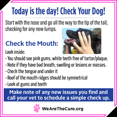 Check Your Dog day is key to dog cancer prevention. This graphic shows you how to check your dogs mouth