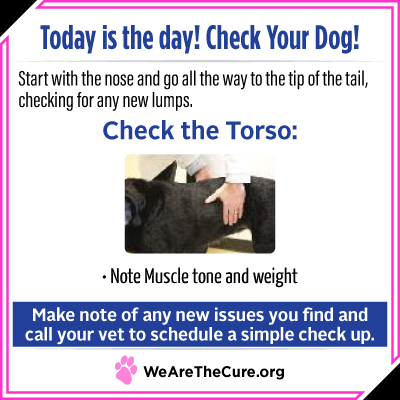 Check Your Dog day is key to dog cancer prevention. This graphic shows you how to check the torso.