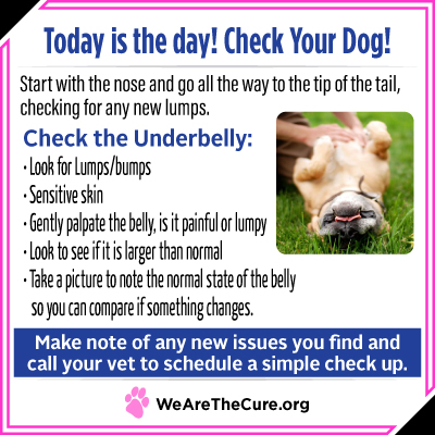 Check Your Dog day is key to dog cancer prevention. This graphic tells you how to check the underbelly