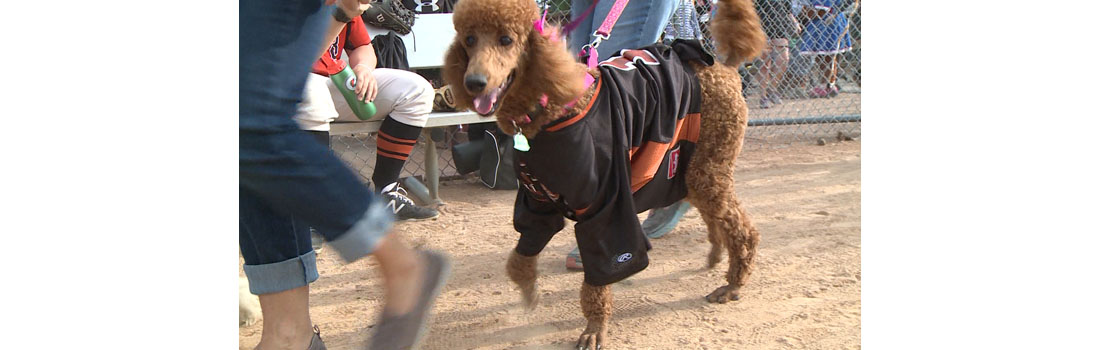 Bark in the Park at Carson Park helps fight canine cancer