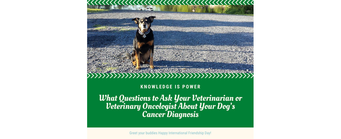Questions to Ask Your Veterinarian or Veterinary Oncologist About Your Dog’s Cancer Diagnosis