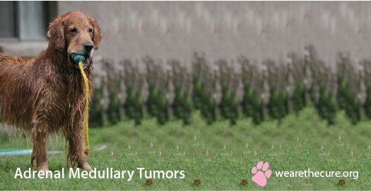 Symptoms of adrenal gland in dogs