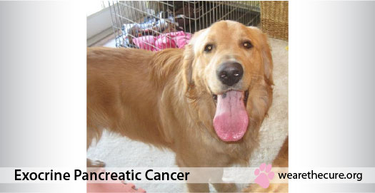 Pancreatic Cancer in Dogs