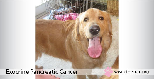 is pancreatic cancer in dogs painful