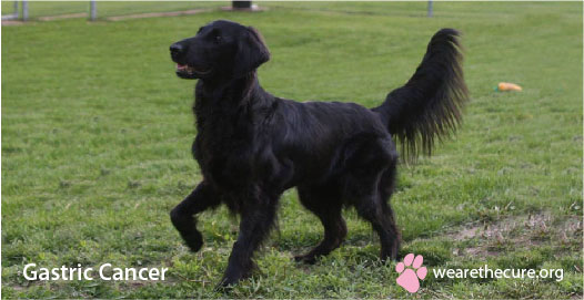 Image of a dog for the Gastric Cancer library page