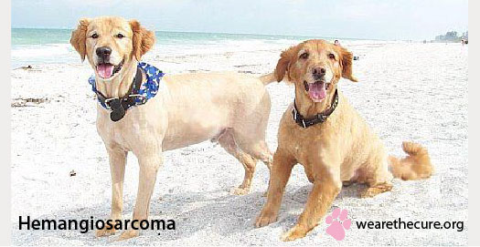 is hemangiosarcoma hereditary in dogs