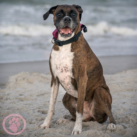 Canine Cancer Memorial Donation