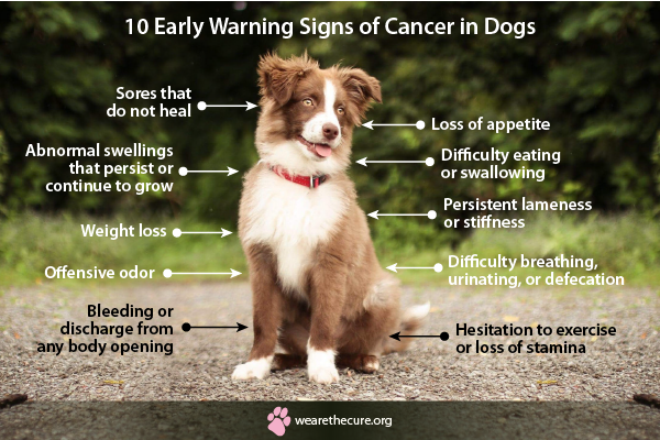 10 Early Warning Signs of Cancer in Dogs National Canine