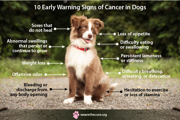 what are signs of cancer in a dog