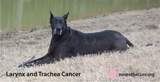 are tracheas good for dogs