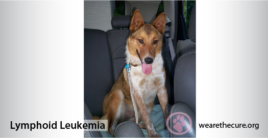 what is the life expectancy of a dog with leukemia