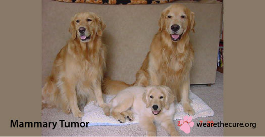 Are Mammary Tumors In Dogs Painful