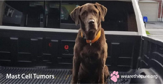 are tumors common in labrador retrievers