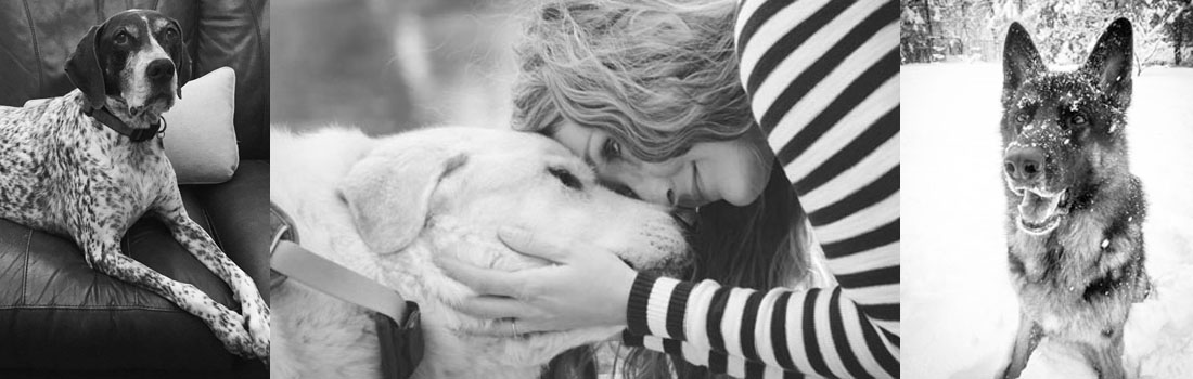 When To Say Goodbye To Your Dog With Cancer