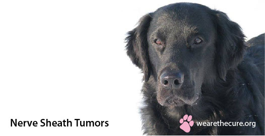 nerve-sheath-tumor-in-dogs-the-national-canine-cancer-foundation