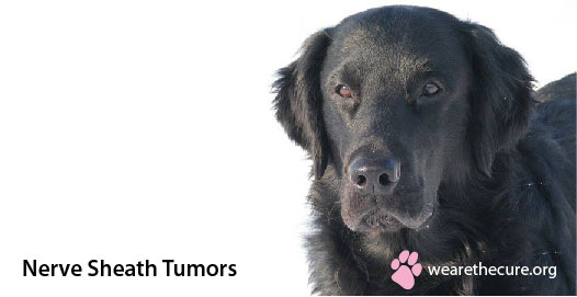 What Causes Brain Tumors In Dogs