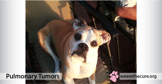 Pulmonary Tumors The National Canine Cancer Foundation