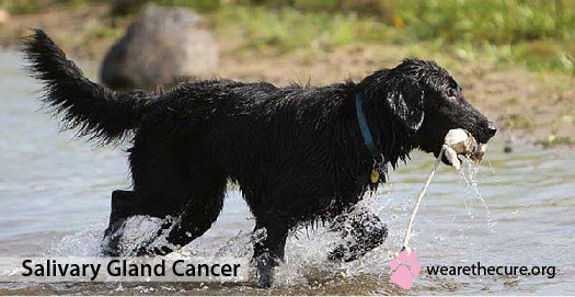 what causes a dogs salivary gland to swell