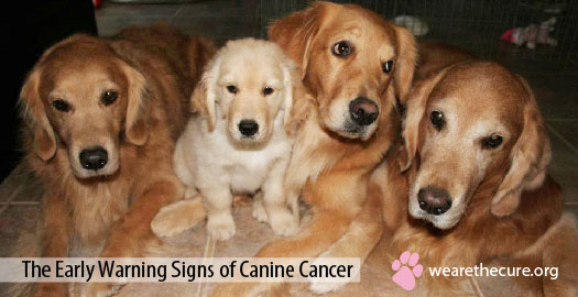 what are signs of cancer in a dog