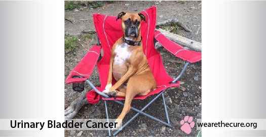 what causes bladder cancer in dogs