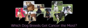 Which Dog Breeds Get Cancer the Most