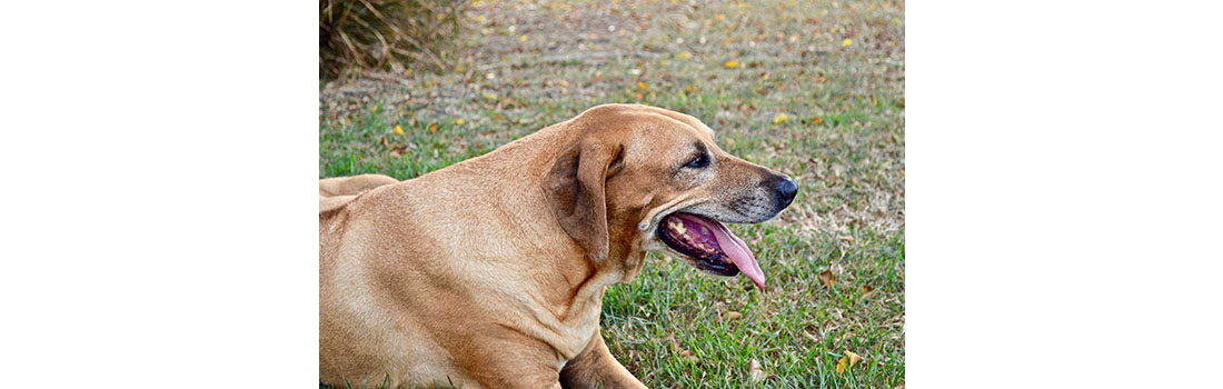 How Common are Mast Cell Tumors in dogs?