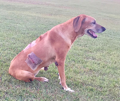 dog mast cell tumor bleeding