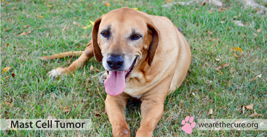 can mast tumors in dogs be treated