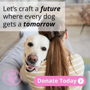 Donate to support dog cancer research